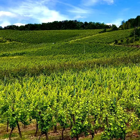 Klein&fein Für Nach Dem Wein Bei Wein-&sekthaus Dillé * Neumagen-Dhron