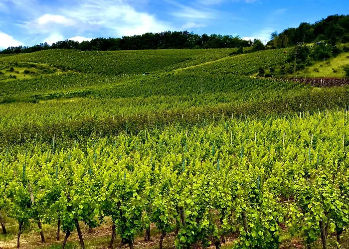 Klein&fein Für Nach Dem Wein Bei Wein-&sekthaus Dillé * Neumagen-Dhron